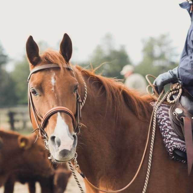 Ausbildung Reiter und Pferd Braunes Pferd mit Reiter in Westernkleidung in ländlicher Umgebung.